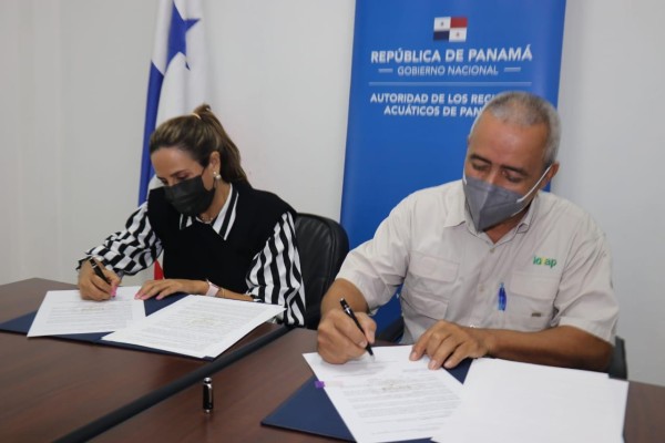 La ARAP y el IDIAP mejorarán la genética para la producción camaronera. La ARAP y el IDIAP mejorarán la genética para la producción camaronera.