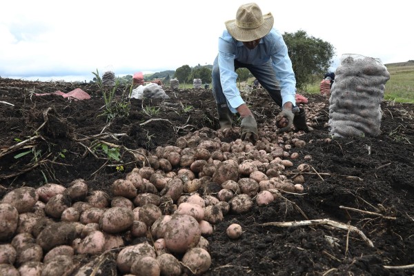 n campesino trabaja en un cultivo, en una fotografía de archivo. n campesino trabaja en un cultivo, en una fotografía de archivo.