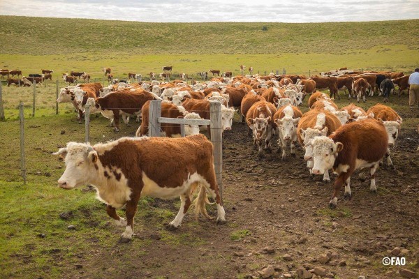 La FAO analiza el fenómeno de El Niño y recomienda acciones anticipatorias para disminuir su impacto en el sector ageropecuario de América Latina y el Caribe. La FAO analiza el fenómeno de El Niño y recomienda acciones anticipatorias para disminuir su impacto en el sector ageropecuario de América Latina y el Caribe.