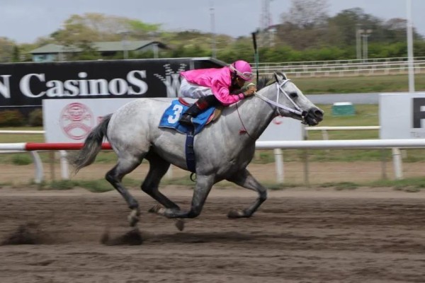 El tordillo ‘Bravo Ignacio’ saldrá en busca de su tercer triunfo consecutivo en el evento clásico. El tordillo ‘Bravo Ignacio’ saldrá en busca de su tercer triunfo consecutivo en el evento clásico.