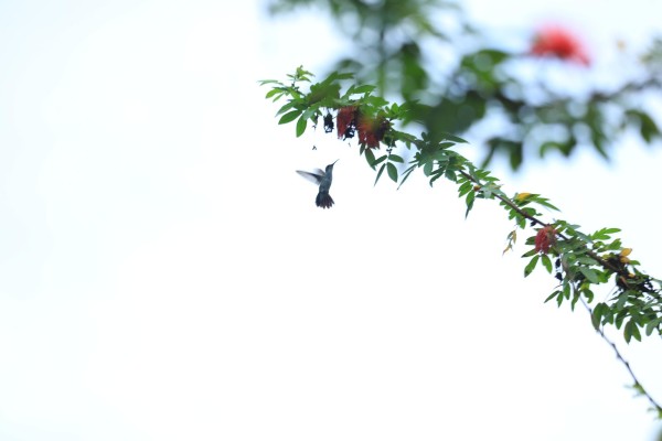 Colibrí Colibrí