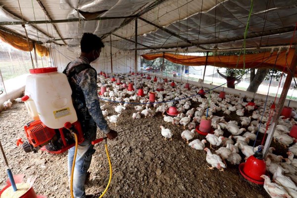 India trata de contener varios brotes de gripe aviar y su contagio a humanos India trata de contener varios brotes de gripe aviar y su contagio a humanos