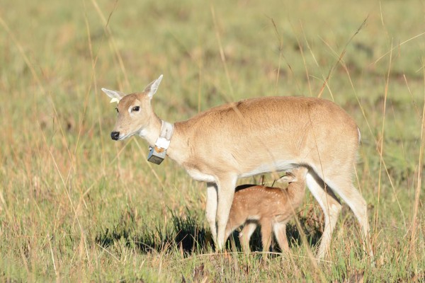 Ejemplar de venado de las pampas junto a su cría en los Esteros del Iberá Ejemplar de venado de las pampas junto a su cría en los Esteros del Iberá