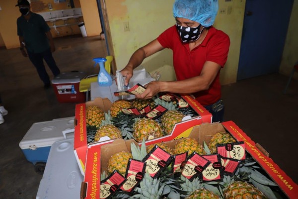 En lo que va del año, la agroexportación de piña aumentó 14%. En lo que va del año, la agroexportación de piña aumentó 14%.