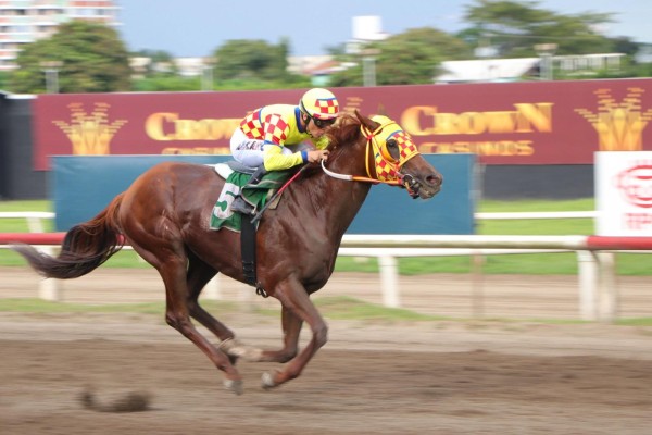 El Rojo es la carta de la cría nativa para ganar el Clásico del Caribe este domingo. El Rojo es la carta de la cría nativa para ganar el Clásico del Caribe este domingo.