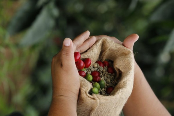 El Circuito del Café tiene 18 fincas registradas en la ATP. El Circuito del Café tiene 18 fincas registradas en la ATP.