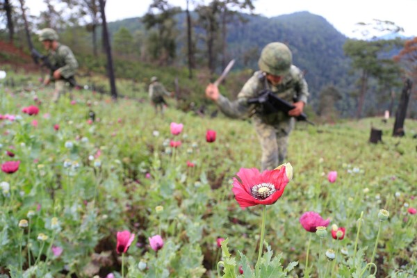 Fotografía de archivo fechada el 5 de noviembre de 2017 de miembros del Ejercito Mexicano en un operativo de destrucción de amapola, en la sierra de Ajuchitlán, en el estado de Guerrero (México). Fotografía de archivo fechada el 5 de noviembre de 2017 de miembros del Ejercito Mexicano en un operativo de destrucción de amapola, en la sierra de Ajuchitlán, en el estado de Guerrero (México).
