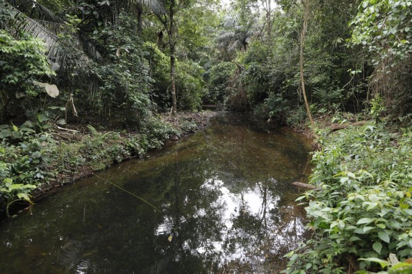 Los bosques también ayudan a mantener una vida saludable. Los bosques también ayudan a mantener una vida saludable.