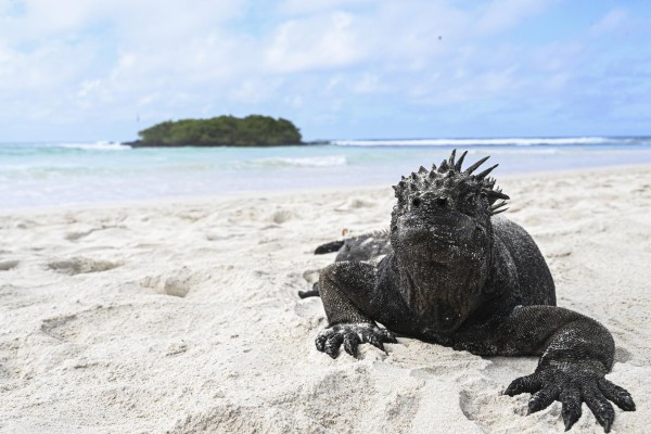 Una iguana marina (Amblyrhynchus cristatus) es vista en Bahía Tortuga en la Isla Santa Cruz, parte del archipiélago de Galápagos en Ecuador. Una iguana marina (Amblyrhynchus cristatus) es vista en Bahía Tortuga en la Isla Santa Cruz, parte del archipiélago de Galápagos en Ecuador.
