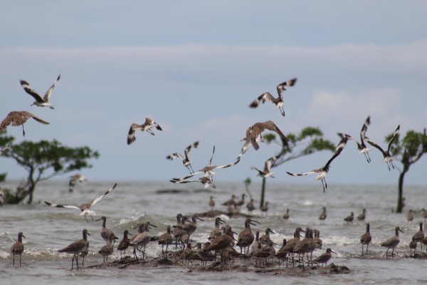 Los humedales de la bahía de Parita. Los humedales de la bahía de Parita.