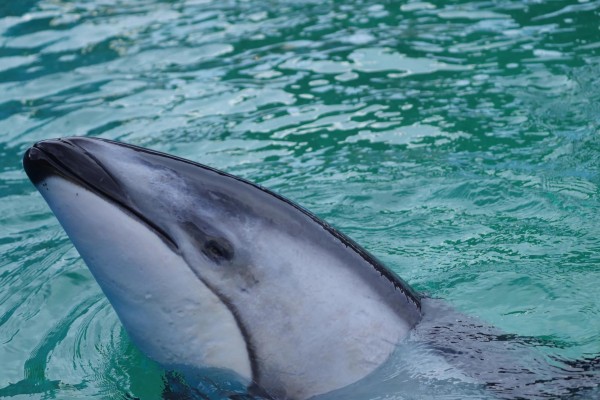 Li'i llevaba 37 años viviendo en el acuario Li'i llevaba 37 años viviendo en el acuario