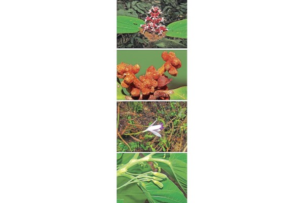 Registran 46 especies de plantas nuevas para la flora panameña Registran 46 especies de plantas nuevas para la flora panameña