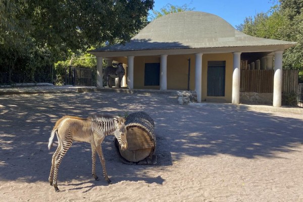 Una hembra de cebra de Grevy, una especie en extinción con solo 2.700 ejemplares en el mundo, nació en la noche del 2 al 3 de septiembre en el Bioparco de Roma. Una hembra de cebra de Grevy, una especie en extinción con solo 2.700 ejemplares en el mundo, nació en la noche del 2 al 3 de septiembre en el Bioparco de Roma.
