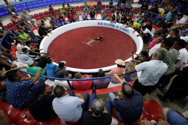 Apostadores observan una pelea de gallos, el 9 de noviembre de 2019, en la gallera Mi Ranchito en Ciudad de Panamá Apostadores observan una pelea de gallos, el 9 de noviembre de 2019, en la gallera Mi Ranchito en Ciudad de Panamá