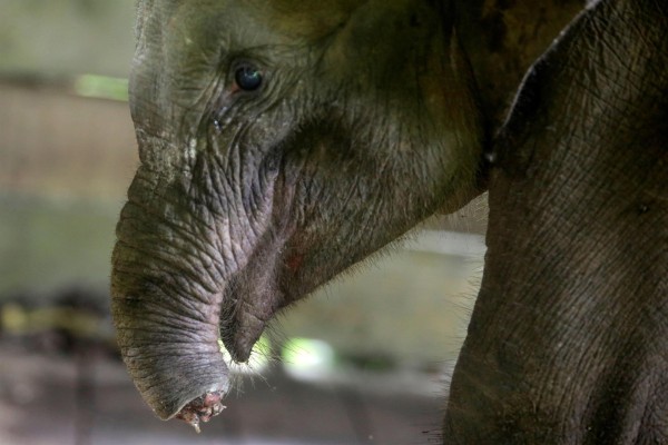 Imagen del elefante al que los cazadores furtivos han cortado la trompa y que se recuperaba en el Centro de rehabilitación de elefantes de Saree. Imagen del elefante al que los cazadores furtivos han cortado la trompa y que se recuperaba en el Centro de rehabilitación de elefantes de Saree.