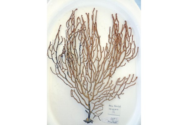 La composición de las escleritas de este coral blanco y en forma de abanico es característica de esta especie y la diferencia de otras del mismo género. La composición de las escleritas de este coral blanco y en forma de abanico es característica de esta especie y la diferencia de otras del mismo género.