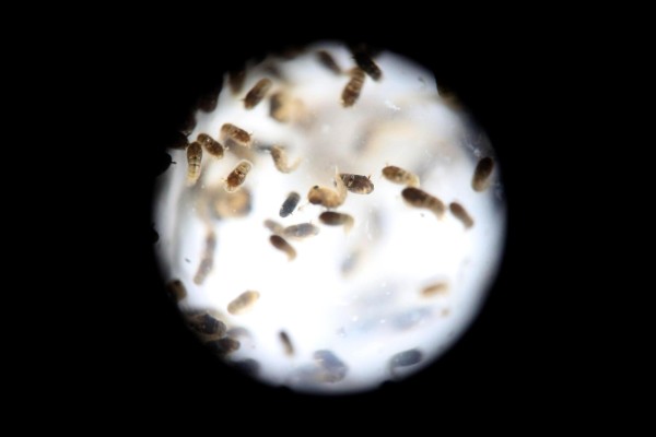 Un grupo de pupas del mosquito de la variedad Aedes aegytpi, el cual transmite el virus del zika, dengue y chikungunya, en una fotografía de archivo. Un grupo de pupas del mosquito de la variedad Aedes aegytpi, el cual transmite el virus del zika, dengue y chikungunya, en una fotografía de archivo.