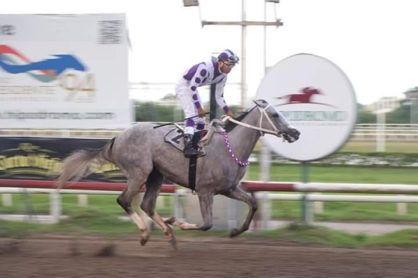 La tordilla ‘Silver Wood’ cruza la meta, para ganar la prueba clásica llena de poder. La tordilla ‘Silver Wood’ cruza la meta, para ganar la prueba clásica llena de poder.