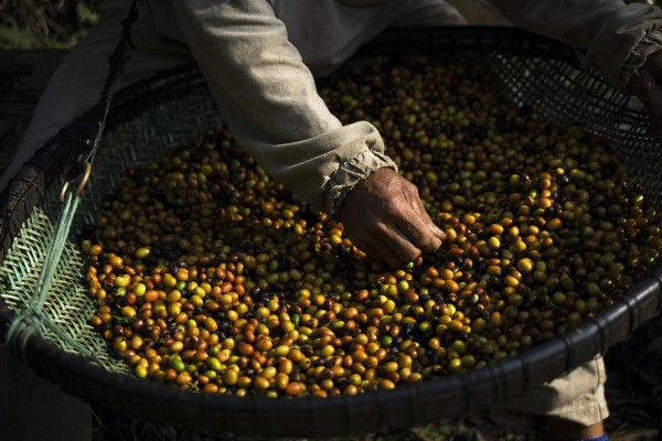 Un trabajador tamiza granos de café en la plantación de café Camocim en Domingos Martins, estado de Espírito Santo, Brasil, en una imagen de archivo. Un trabajador tamiza granos de café en la plantación de café Camocim en Domingos Martins, estado de Espírito Santo, Brasil, en una imagen de archivo.