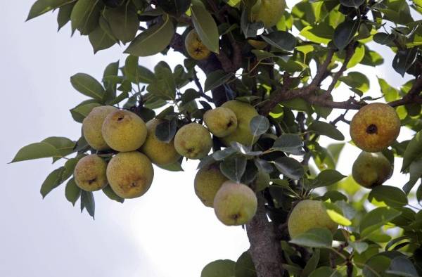 Fotografía de archivo de un árbol de pera lechera en el municipio de San Andrés Calpan, Puebla (México). Fotografía de archivo de un árbol de pera lechera en el municipio de San Andrés Calpan, Puebla (México).