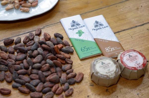 El cacao panameño sigue demostrando su calidad a nivel internacional. El cacao panameño sigue demostrando su calidad a nivel internacional.