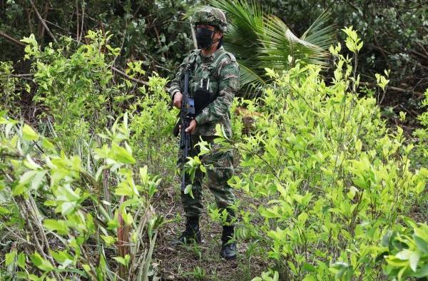 Un integrante de la Fuerza Pública colombina custodia un cultivo de coca durante una jornada de erradicación de cultivos ilícitos en zona rural de Tumaco Un integrante de la Fuerza Pública colombina custodia un cultivo de coca durante una jornada de erradicación de cultivos ilícitos en zona rural de Tumaco