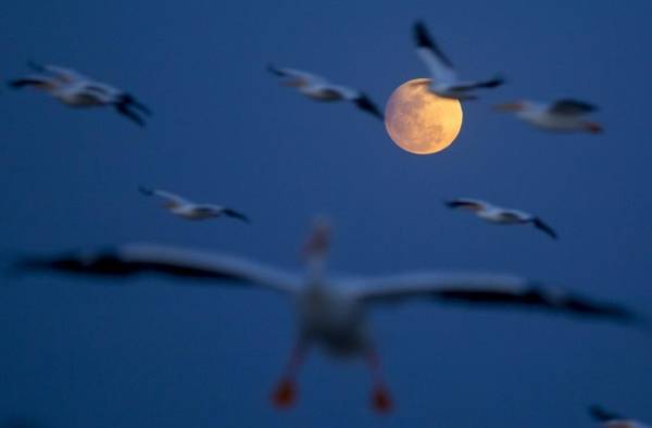 En la imagen de archivo, unos pelícanos borregones vuelan durante un eclipse penumbral de luna. En la imagen de archivo, unos pelícanos borregones vuelan durante un eclipse penumbral de luna.