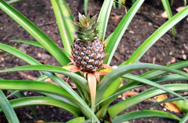 Piña de los jardines perdidos de Heligan. Piña de los jardines perdidos de Heligan.