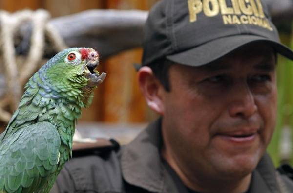 Un pájaro encontrado con el pico roto y signos de maltrato es visto en el centro de rescate El Jardín de Alado en el sector Ilalo en Quito, Ecuador Un pájaro encontrado con el pico roto y signos de maltrato es visto en el centro de rescate El Jardín de Alado en el sector Ilalo en Quito, Ecuador