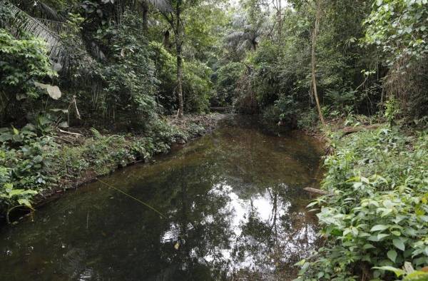 Los bosques también ayudan a mantener una vida saludable. Los bosques también ayudan a mantener una vida saludable.