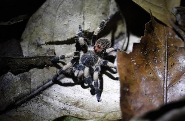 Una tarántula Neischnocolus sp (Theraphosidae) es vista en la reserva de Chuchantí, Una tarántula Neischnocolus sp (Theraphosidae) es vista en la reserva de Chuchantí,