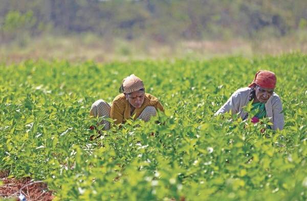 Con la pandemia, el 22 % de las mujeres de los segmentos de los sistemas agroalimentarios perdieron su empleo en el primer año. Con la pandemia, el 22 % de las mujeres de los segmentos de los sistemas agroalimentarios perdieron su empleo en el primer año.
