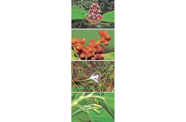 Registran 46 especies de plantas nuevas para la flora panameña Registran 46 especies de plantas nuevas para la flora panameña