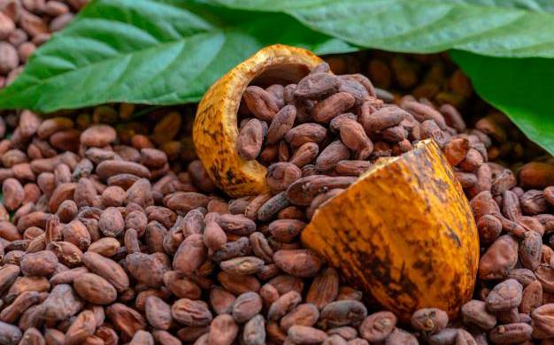 El cacao tanto en grano como en chocolate se perfila entre los productos con gran potencial de exportación al Mercosur.