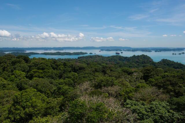 La Isla Barro Colorado es actualmente el bosque tropical más estudiado de forma continua en el mundo. La Isla Barro Colorado es actualmente el bosque tropical más estudiado de forma continua en el mundo.