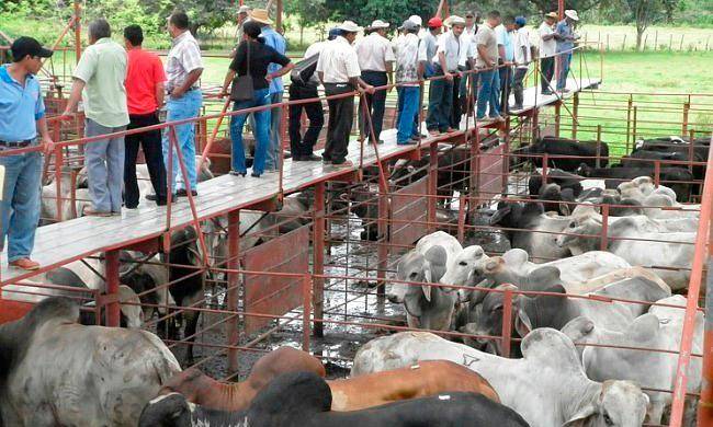 Ganaderos observan sementales de alta genética.