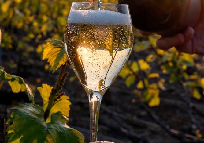 Use sus copas de vino blanco para brindar por el nuevo año Use sus copas de vino blanco para brindar por el nuevo año