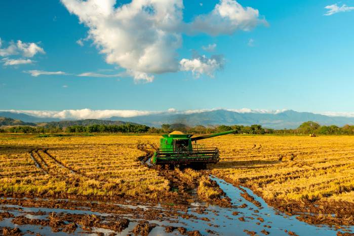 Cultivo de arroz en Chiriquí. Cultivo de arroz en Chiriquí.