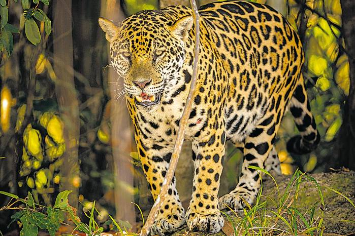 El jaguar luce majestuoso en la selva americana. El jaguar luce majestuoso en la selva americana.
