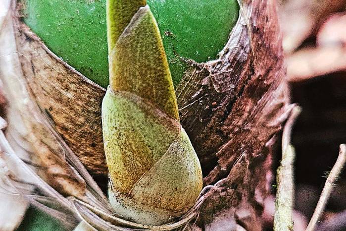 La Flor del Espíritu Santo, en su estado adulto, forma colonias de pseudobulbos verdes, con tres a cinco hojas en el extremo superior de cada bulbo. La Flor del Espíritu Santo, en su estado adulto, forma colonias de pseudobulbos verdes, con tres a cinco hojas en el extremo superior de cada bulbo.