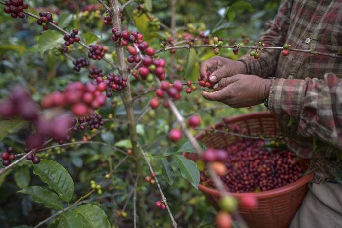 Datos del Mida muestran que el parque cafetalero de Panamá es de cerca de 21,000 hectáreas, de las cuales unas 12.400 son de arábigo y el resto de robusta. Datos del Mida muestran que el parque cafetalero de Panamá es de cerca de 21,000 hectáreas, de las cuales unas 12.400 son de arábigo y el resto de robusta.