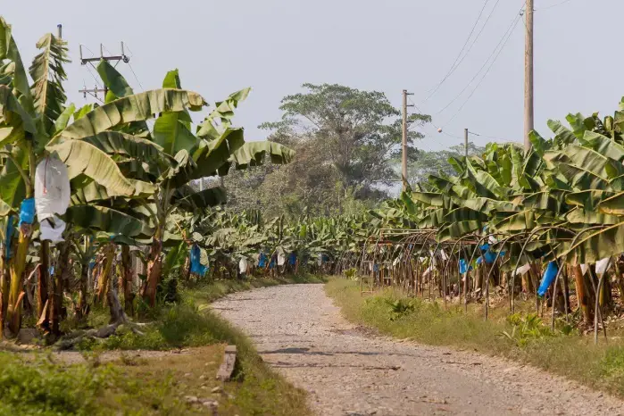 Retorno de Chiquita a Panamá. Retorno de Chiquita a Panamá.