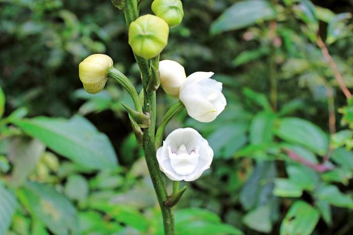 Las flores son blancas, carnosas y en la parte interna presenta una estructura que recuerda una paloma. Las flores son blancas, carnosas y en la parte interna presenta una estructura que recuerda una paloma.