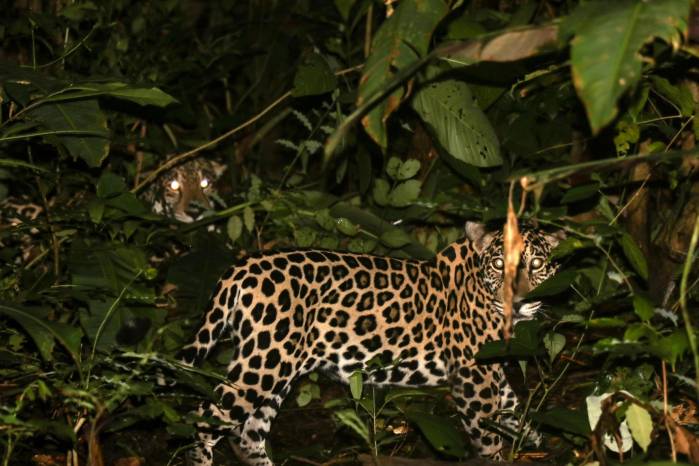 Los jaguares llegaron a América hace aproximadamente 200.000 años. Los jaguares llegaron a América hace aproximadamente 200.000 años.