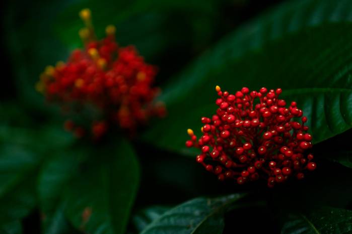 El Parque Nacional Soberanía alberga una diversidad de plantas. El Parque Nacional Soberanía alberga una diversidad de plantas.