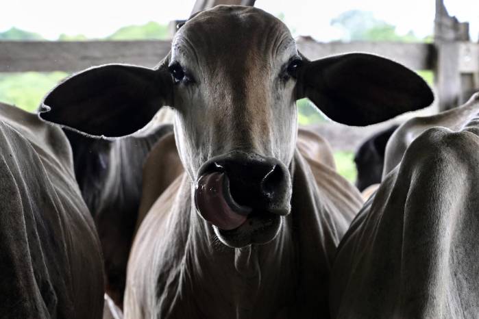 El número de productores ha mermado, pasando de 6.808 productores en el año 2000 a 2.827 productores en 2023. Archivo | AFP El número de productores ha mermado, pasando de 6.808 productores en el año 2000 a 2.827 productores en 2023. Archivo | AFP