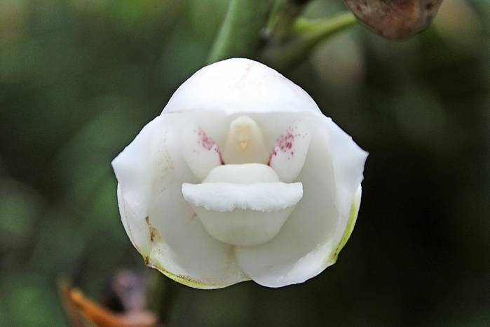 La Flor del Espíritu Santo se encuentra protegida por disposiciones nacionales e internacionales. La Flor del Espíritu Santo se encuentra protegida por disposiciones nacionales e internacionales.
