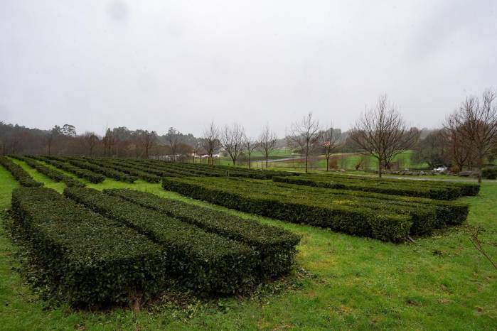 Una plantación de té ecológico en la localidad coruñesa de Paderne. Una plantación de té ecológico en la localidad coruñesa de Paderne.