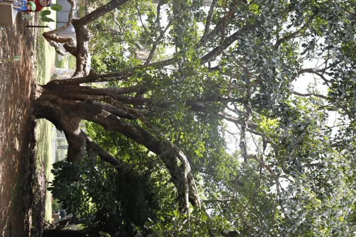 El árbol de legado, ‘árbol de tigre’ es el único que está en el país El árbol de legado, ‘árbol de tigre’ es el único que está en el país