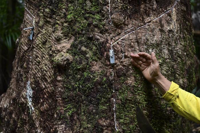 Diferentes cicatrices en un árbol de caucho, que resultaron de los diferentes métodos utilizados para extraer caucho. Diferentes cicatrices en un árbol de caucho, que resultaron de los diferentes métodos utilizados para extraer caucho.